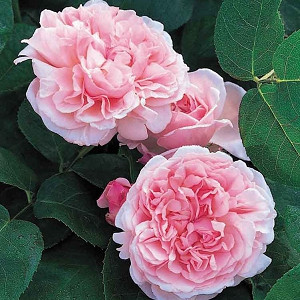 Rose 'St Swithun', Auswith, Rosa 'St Swithun', Shrub Rose 'St Swithun', Climbing Rose 'James Galway', David Austin Roses, English Roses, Climbing Roses, Pink roses, very fragrant roses